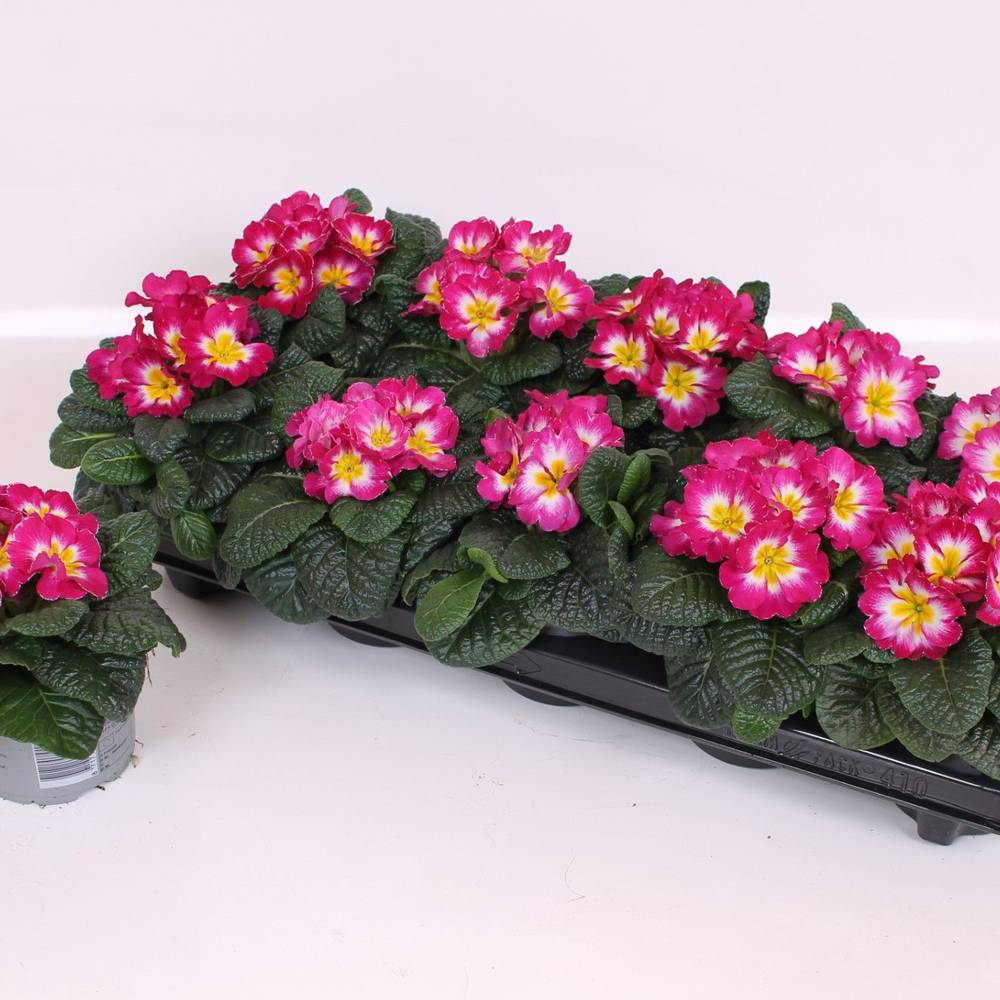 Pr.Acaulis rosa Bicolor T10 H015