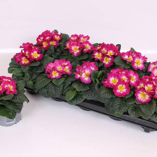 Pr.Acaulis rosa Bicolor T10 H015