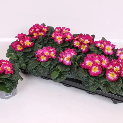 Primula Acaulis rosa Bicolor T10 H015