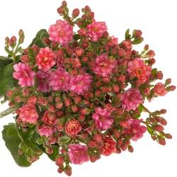Kalanchoe dunkel rosa Sensual Pink Meadow 40cm