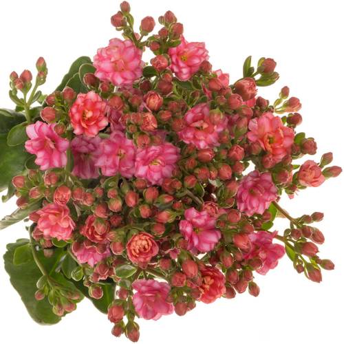 Kalanchoe dunkel rosa Sensual Pink Meadow 40cm