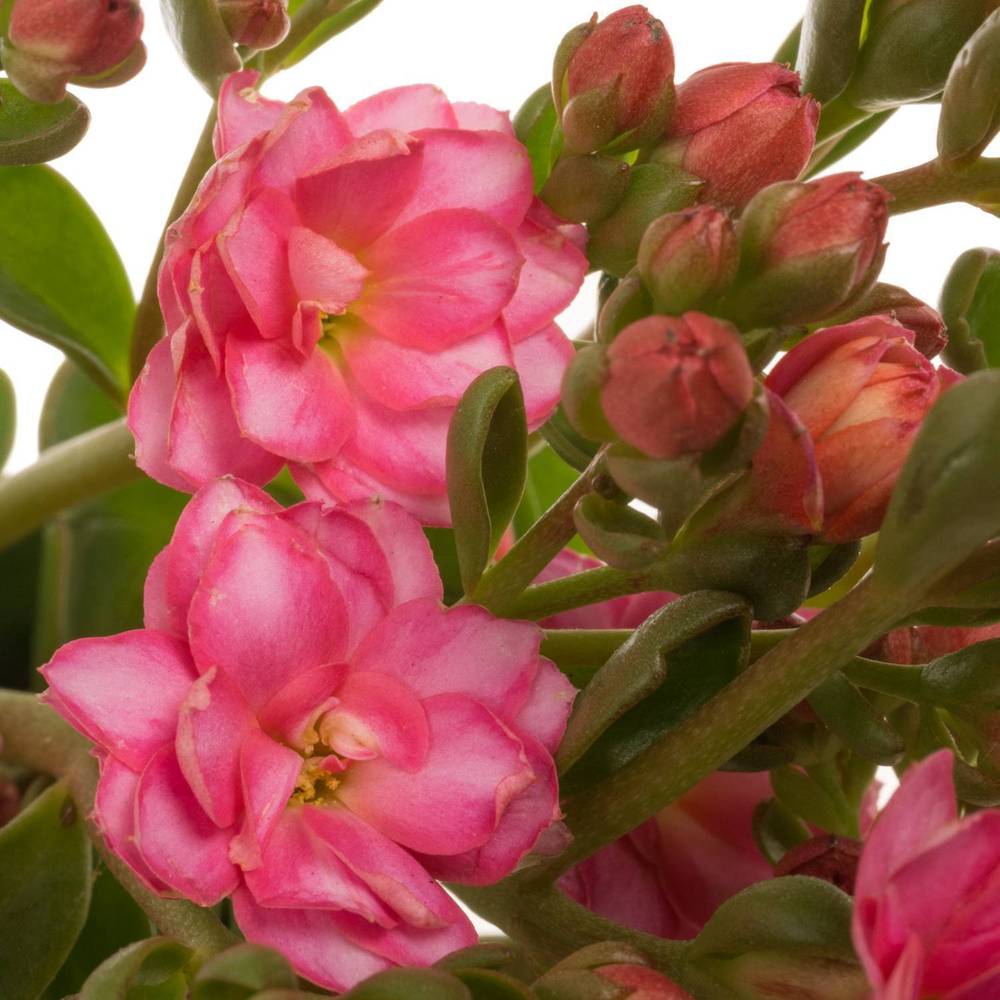 Kalanchoe dunkel rosa Sensual Pink Meadow 40cm