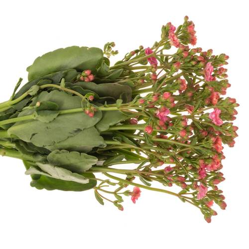 Kalanchoe dunkel rosa Sensual Pink Meadow 40cm