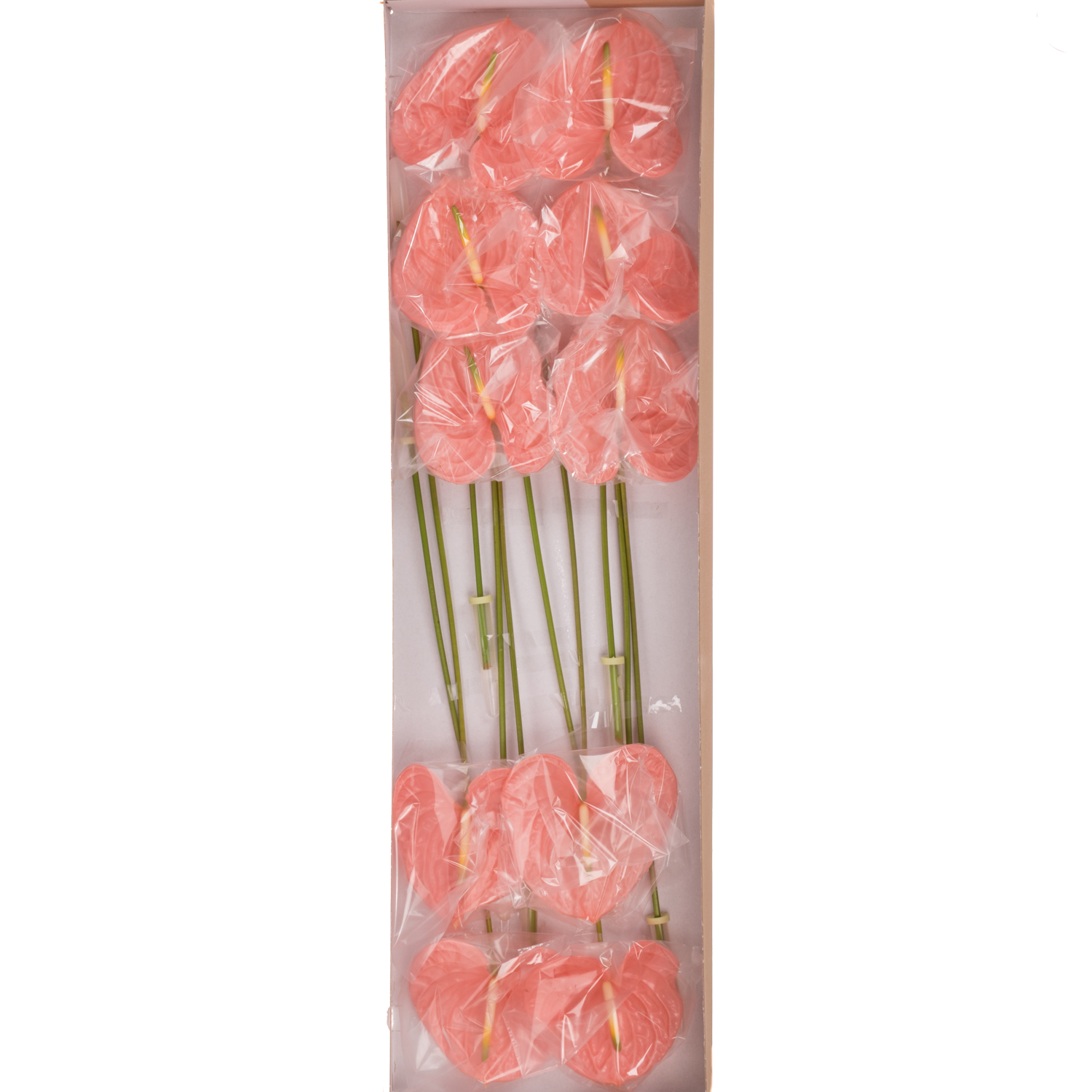 Anthurium rosa Kuduro Blüte 15cm