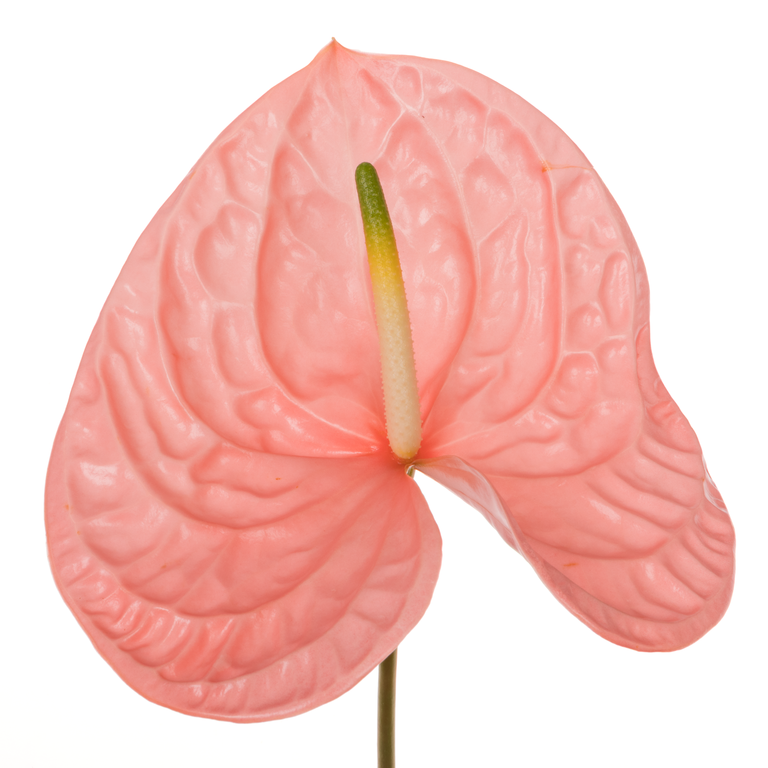 Anthurium rosa Kuduro Blüte 15cm