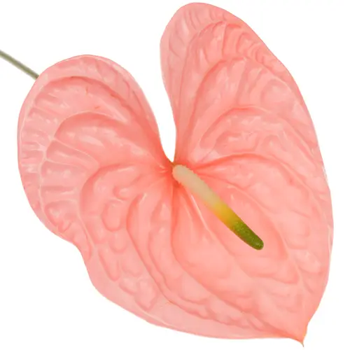 Anthurium rosa Kuduro Blüte 15cm