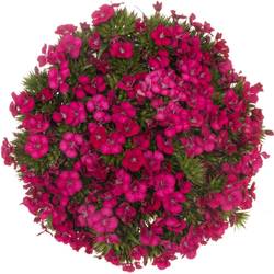 Bartnelke cerise Neon Cherry 45cm x20