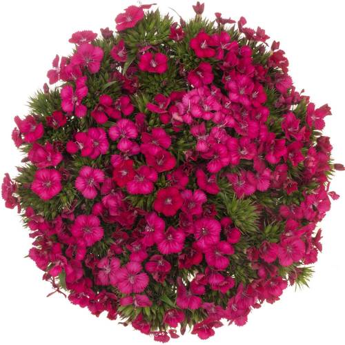 Bartnelke cerise Neon Cherry 45cm x20