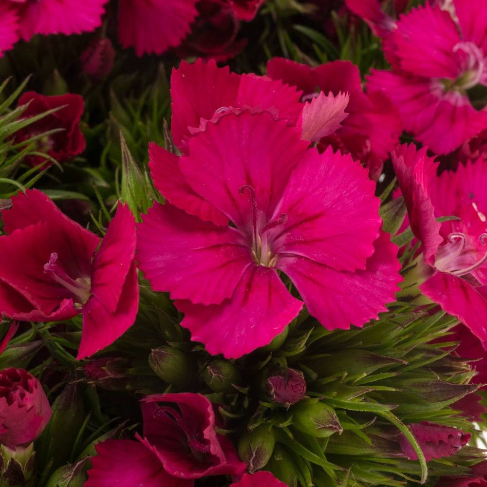 Bartnelke cerise Neon Cherry 45cm x20