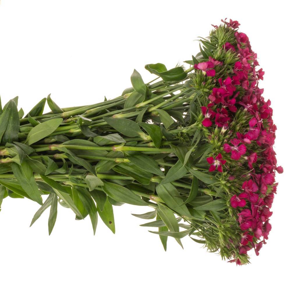 Bartnelke cerise Neon Cherry 45cm x20