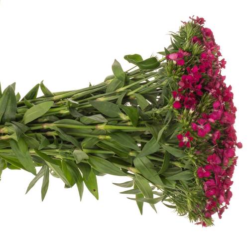 Bartnelke cerise Neon Cherry 45cm x20