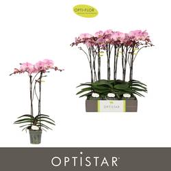Phal.2-R rosa Madonna Optistar T12 H060