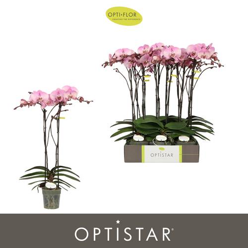 Phal.2-R rosa Madonna Optistar T12 H060