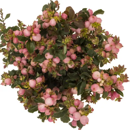 Schneebeere rosa Mag pink falls 50cm
