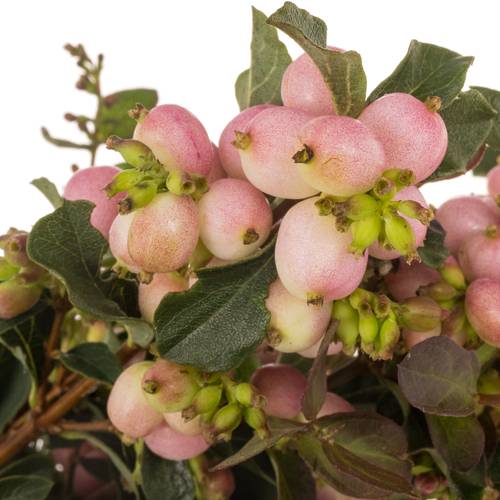 Schneebeere rosa Mag pink falls 50cm