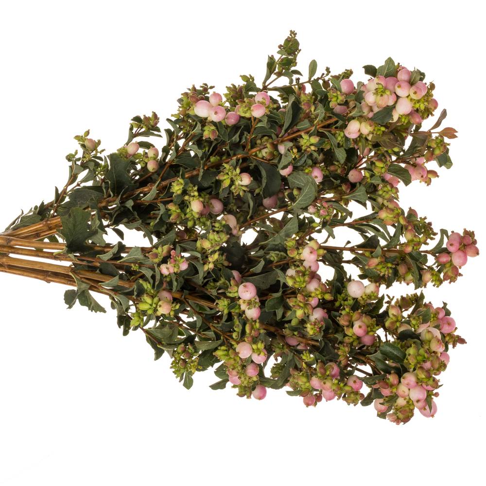 Schneebeere rosa Mag pink falls 50cm