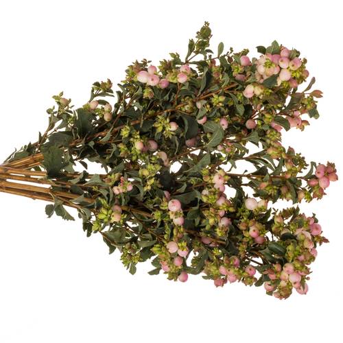 Schneebeere rosa Mag pink falls 50cm