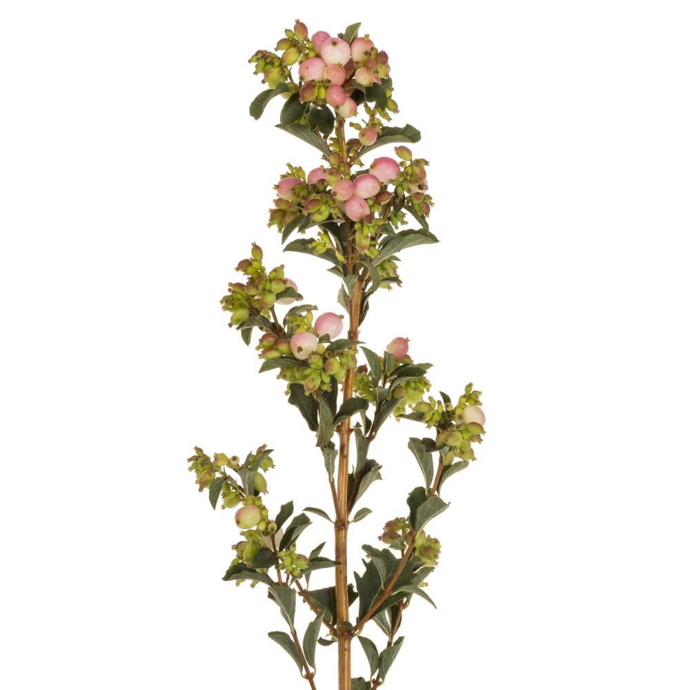 Schneebeere rosa Mag pink falls 50cm
