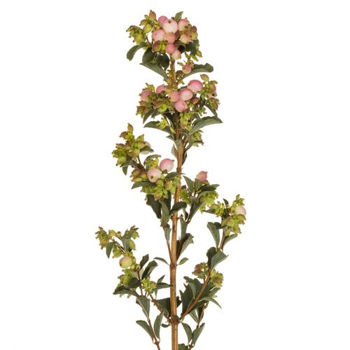 Schneebeere rosa Mag pink falls 50cm