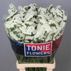 Statice weiss Frost Wings 55Gramm 80cm