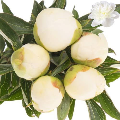 Pfingstrose weiss gefüllt Duchesse 60cm