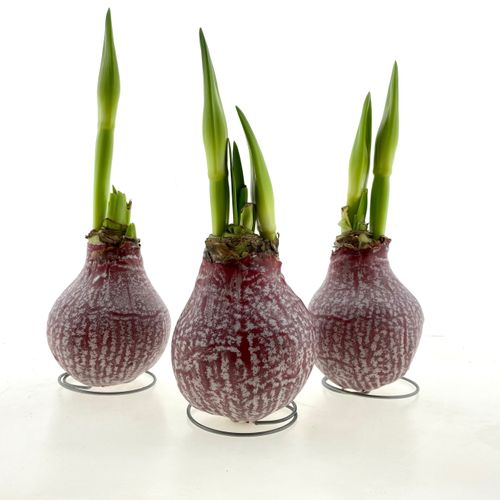 Amar.Bol Wachs Marble rot mit rote Bl. H15
