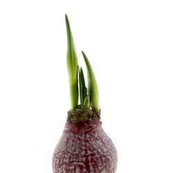 Amar.Bol Wachs Marble rot mit rote Bl. H15