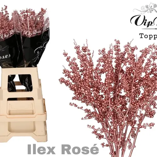 Ilex rosa metallic rose' gefarbt 80cm