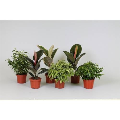 Ficus mix 6Sorten T12 H025