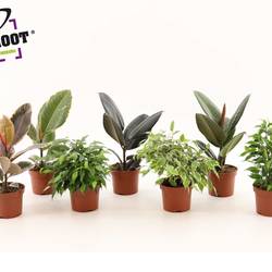 Ficus mix 6Sorten T12 H025