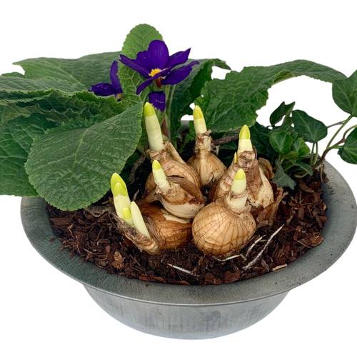 Garten.Arr im Zink Schale 337 T19 H015