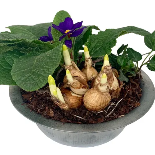 Garten.Arr im Zink Schale 337 T19 H015