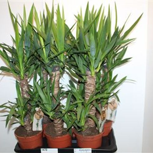 Yucca 45-20 T17 H85 Schnapchen Von Uhr