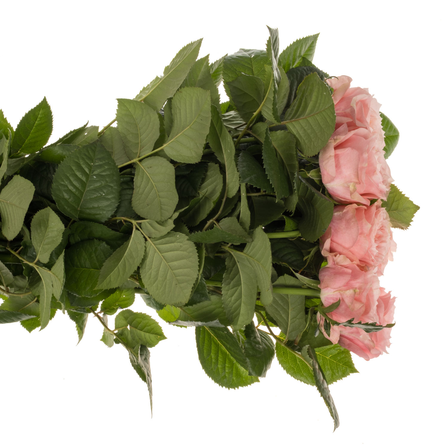 Rose rosa Elena gefüllt 70cm