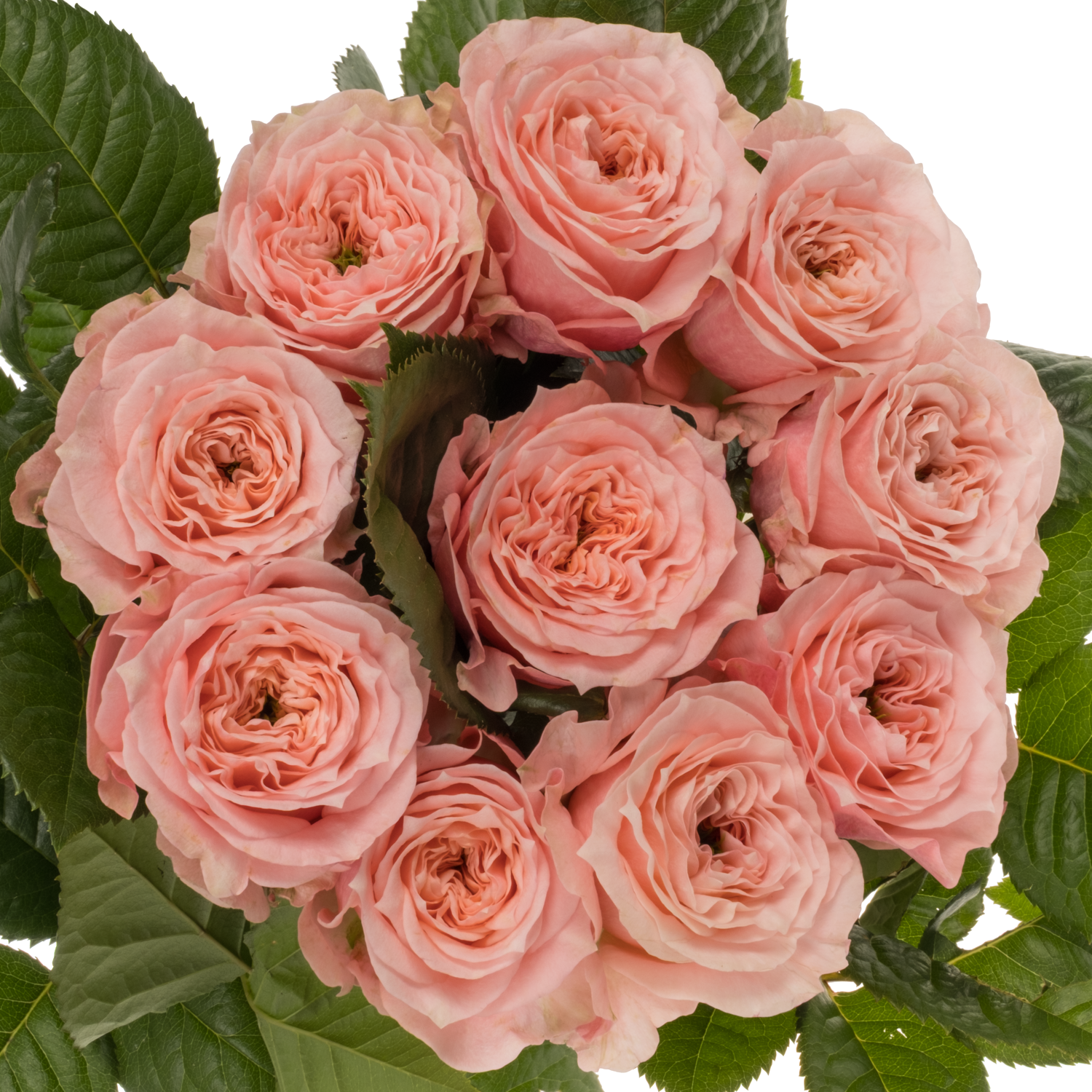 Rose rosa Elena gefüllt 70cm