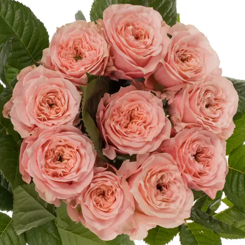 Rose rosa Elena gefüllt 70cm