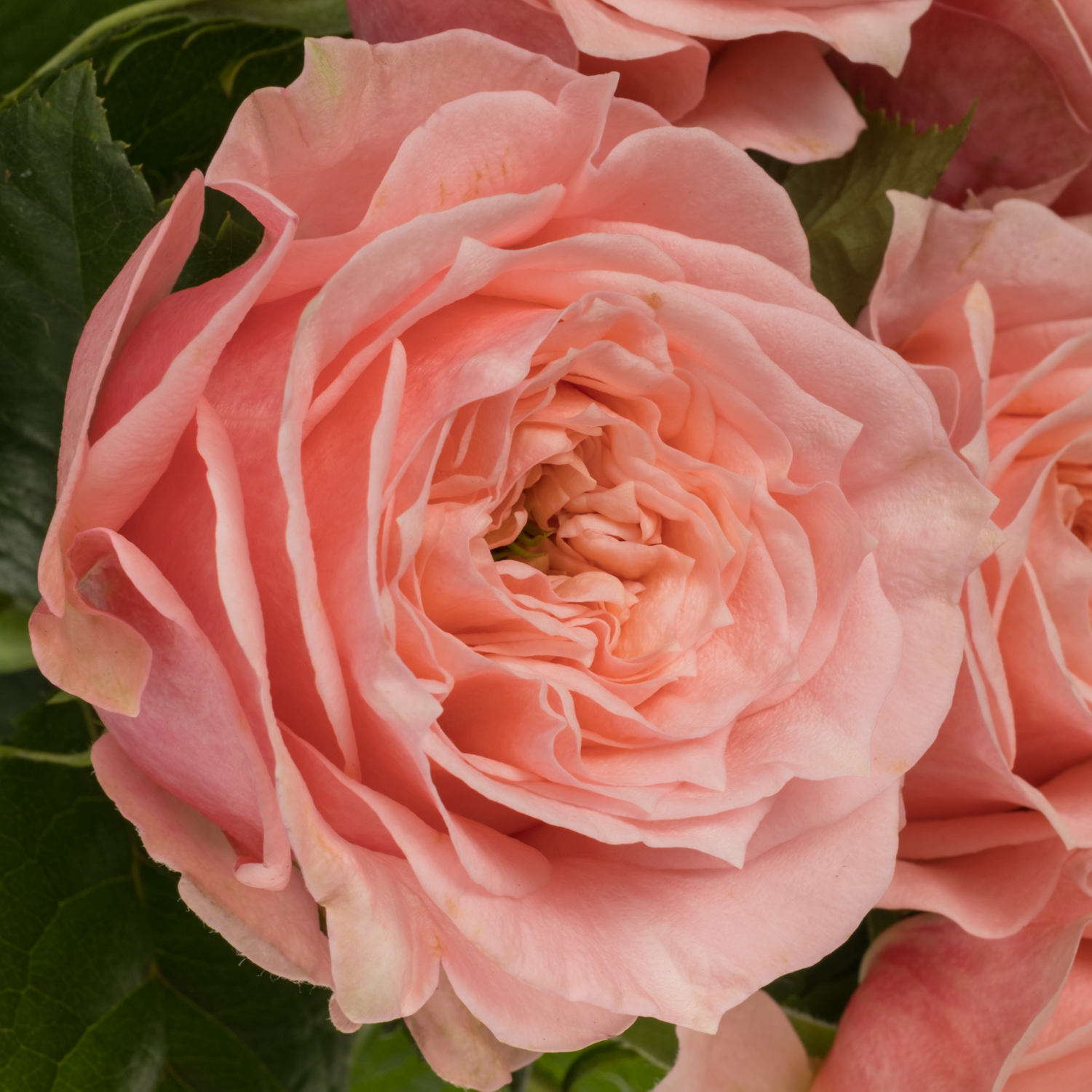 Rose rosa Elena gefüllt 70cm