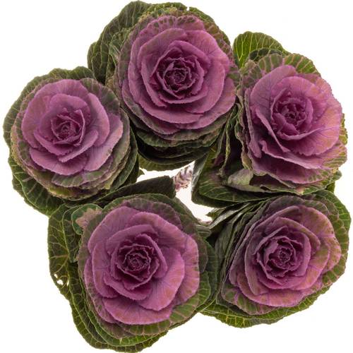 Zierkohl grün/lila Carmine 70cm