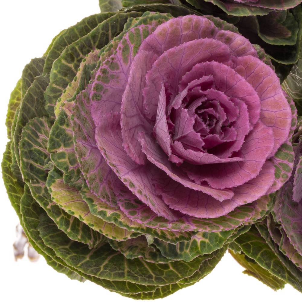 Zierkohl grün/lila Carmine 70cm