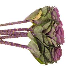 Zierkohl grün/lila Carmine 70cm