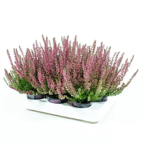 Calluna GG mini rot T06 H010