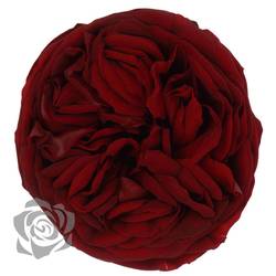 Präparierte Rose Garten rot Red-01
