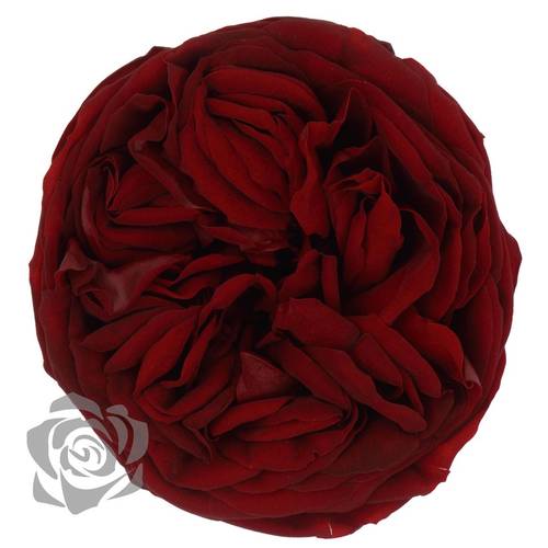 Präparierte Rose Garten rot Red-01