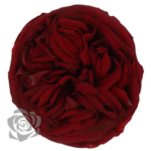 Präparierte Rose Garten rot Red-01