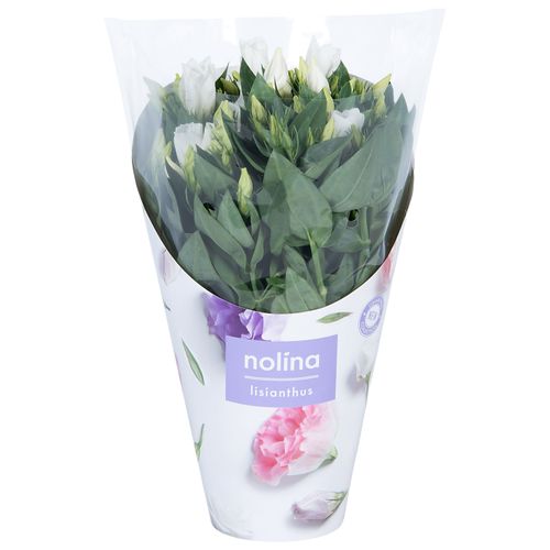 Lisianthus weiss T13 H36