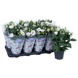 Lisianthus weiss T13 H036