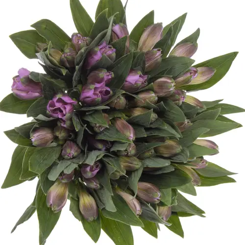 Alstroemerie lila Falipo 80 gram 75 cm