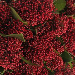 Skimmia rot Rubella 25cm