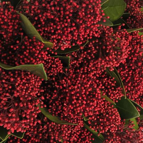 Skimmia rot Rubella 25cm