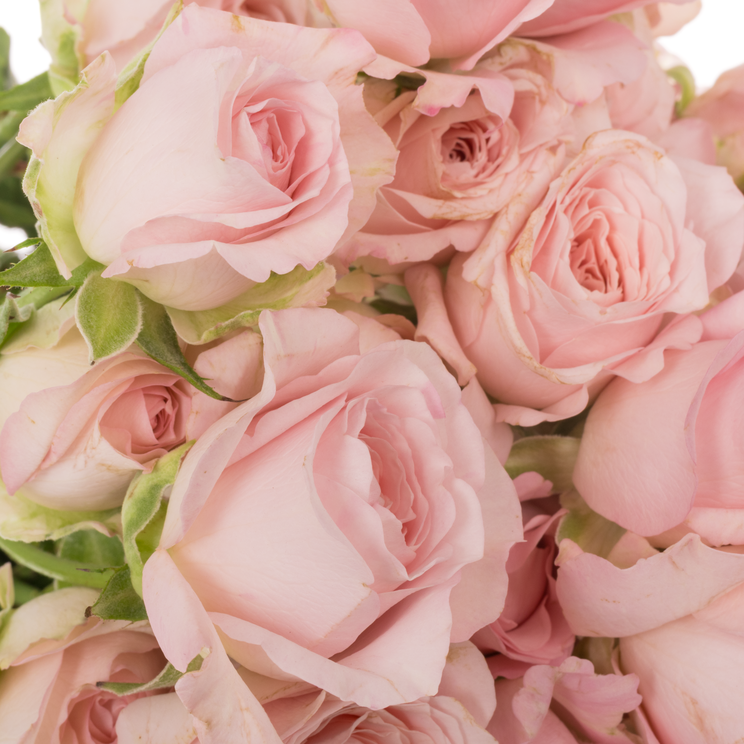 Rose verzweigt hell rosa Princess Fairy Pink 50cm